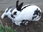Manchmal ist Liebe auch ein wenig erdr�ckend...