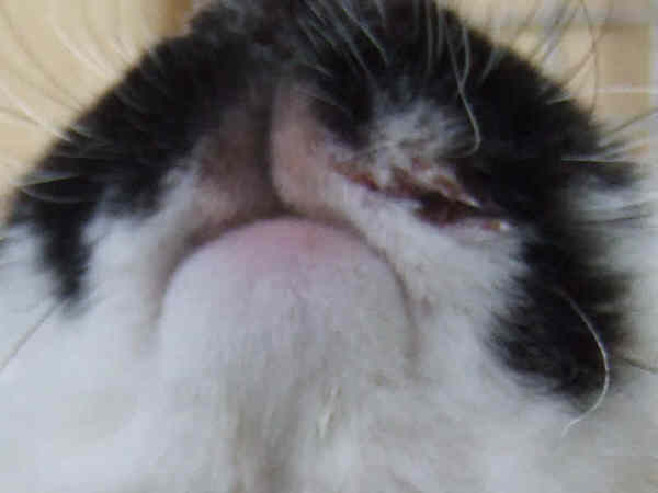 Minnie hatte Rocky �bel zugerichtet.Hier sieht man eine Bisswunde neben seinem M�ulchen.Er hatte auch mehrere kleine Bisswunden am ganzen K�rper.