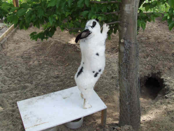 Rocky als Kletterk�nstler