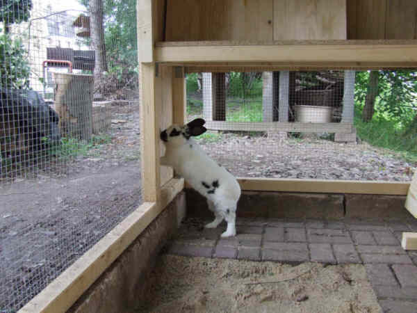 Rocky erkundet sein neues Zuhause