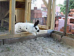 Rocky beim Sprung ins Tagesgehege