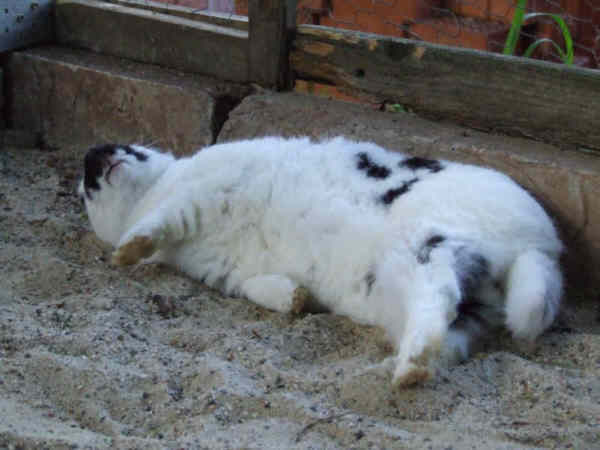 Rocky macht ein Nickerchen im Sand