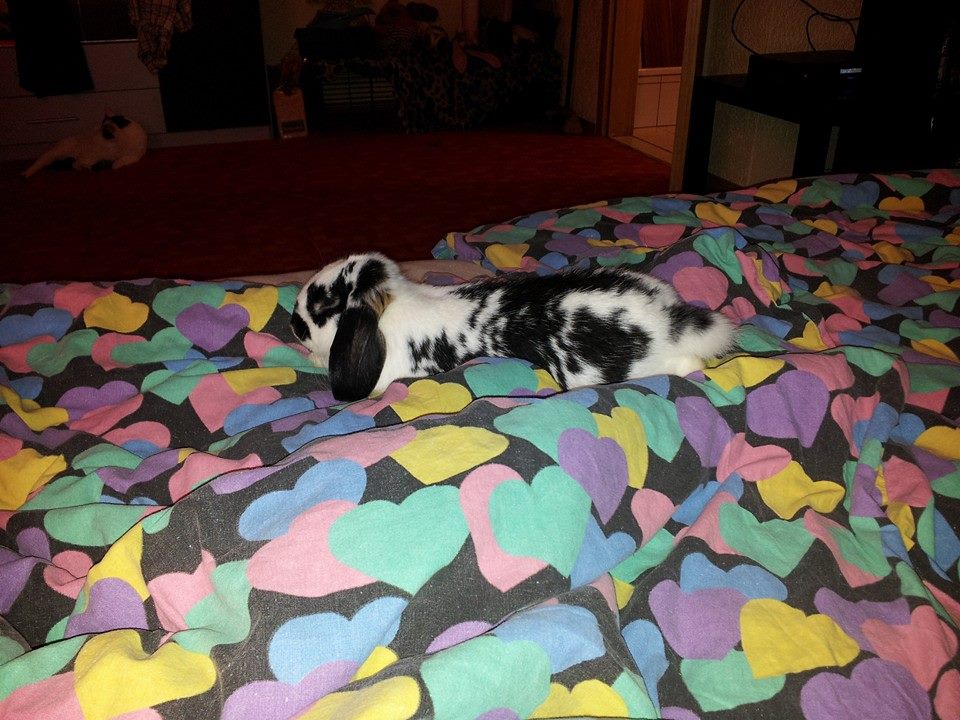 Sooo gem�tlich auf dem Bett ♥
