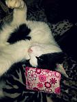 Meine Tiger.... Sgorby & Whitey