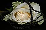 neuer versuch 049