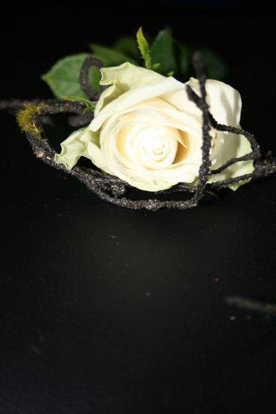 neuer versuch 048