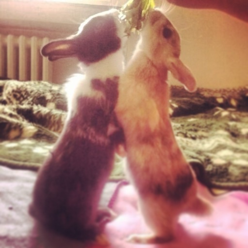 Chester und Chiara <3