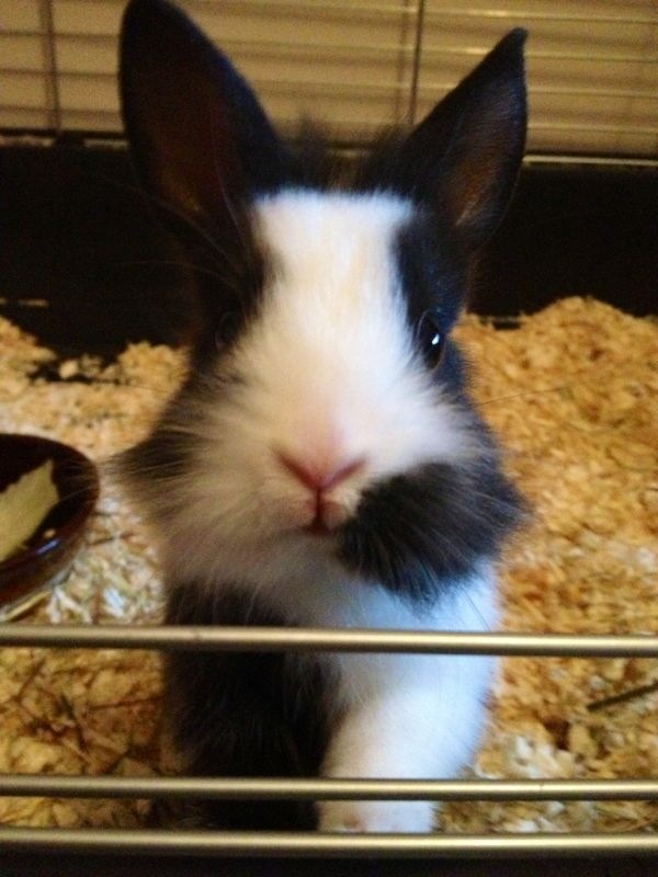 Chester