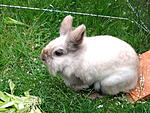 Fluffy *.*