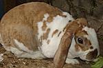 Das ist mein Mantelschecken-Widder-Mix, Florence, sie ist meine �lteste Dame (5 Jahre)...