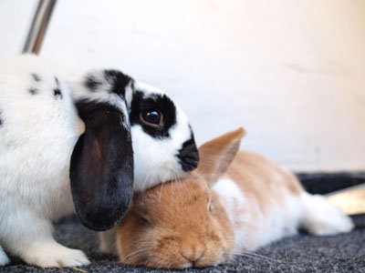 Und manchmal (ganz selten) k�nnen sie sogar lieb zu einander sein.