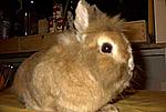 Das ist Hamster, inzwischen gestorben. Er ist 11 Jahre alt geworden.
