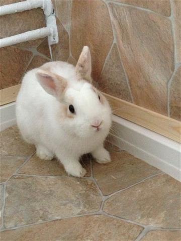 Mausi (Cinderella)