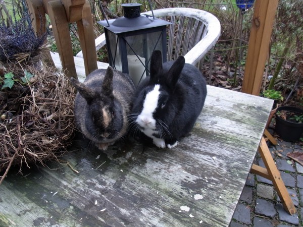 Meine Kaninchen Blitz (rechts) und Alea (links) auf unserem Gartentisch.