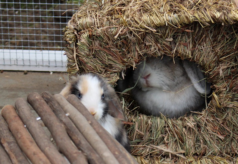 Chippi und Schlappi