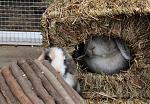Chippi und Schlappi