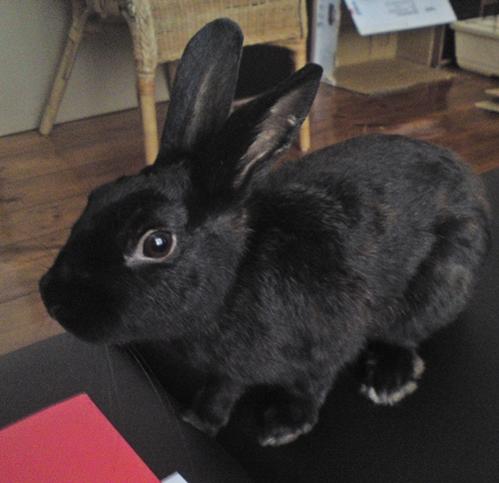 Charlie auf der Couch