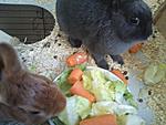Trixi & Hasi am mampfen :D