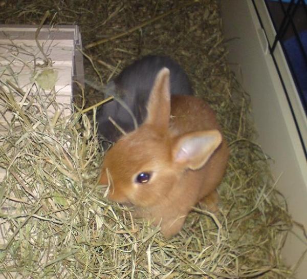 Trixi und Hasi an ihrem 1. Tag bei mir....