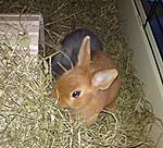 Trixi und Hasi an ihrem 1. Tag bei mir....