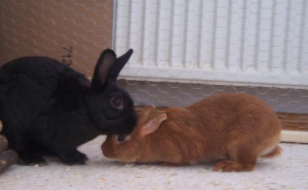 Charlie und Trixi