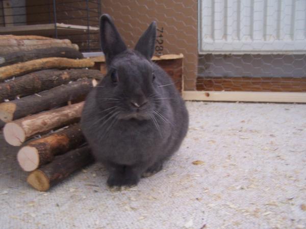 Hasi