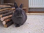 Hasi