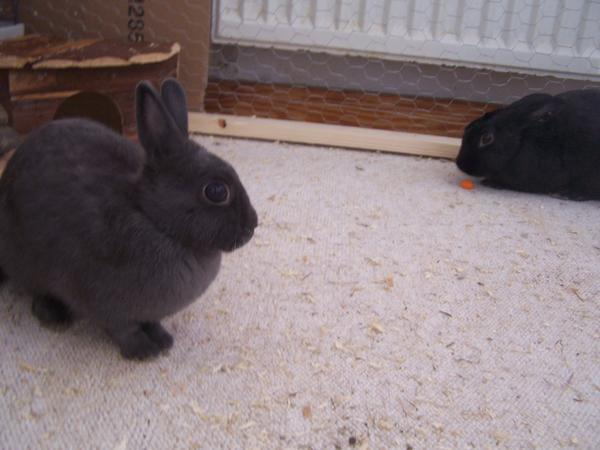 Hasi und Charlie