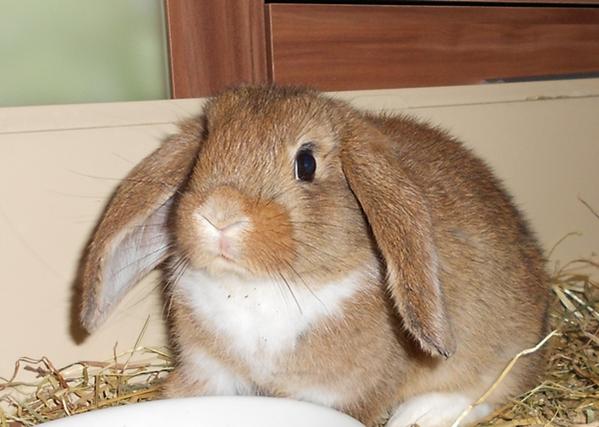 Cookie die kleine Maus