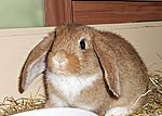 Cookie die kleine Maus