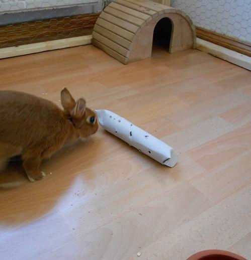 Trixi beim Futter erarbeiten :D