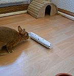 Trixi beim Futter erarbeiten :D