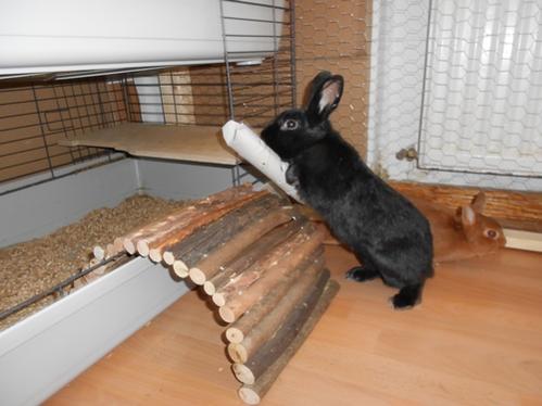 Charlie nimmt direkt die Rolle samt Haferflocken mit