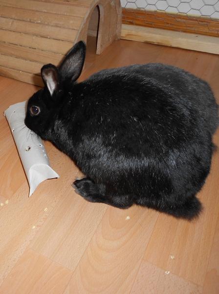 Charlie und Hasi beim spielen