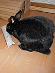 Charlie und Hasi beim spielen