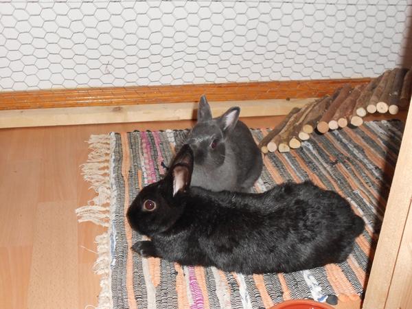 Hasi putzt Charlie