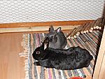 Hasi putzt Charlie