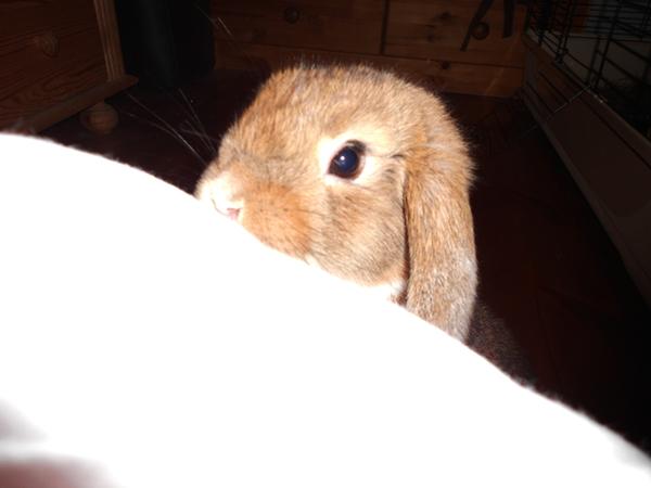 ahh da ist sie :D