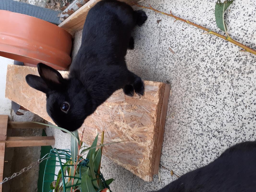 Hier sieht man Layla. Sie ist von Anfang an schon etwas sch�chterner und nicht so handzahm, wie June. Layla kann dennoch auch mal ihre Krallen ausfahren, liegt aber am liebsten in der Sonne oder buddelt in ihrem Sandkasten. Sie l�sst sich nur selten kraulen, aber daf�r mag sie umso mehr die Fellb�rste. Bei Wind und Wetter sitzt sie ganz Au�en am Zaun und wird dabei am liebsten klitsch-nass.