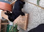 Hier sieht man Layla. Sie ist von Anfang an schon etwas sch�chterner und nicht so handzahm, wie June. Layla kann dennoch auch mal ihre Krallen...