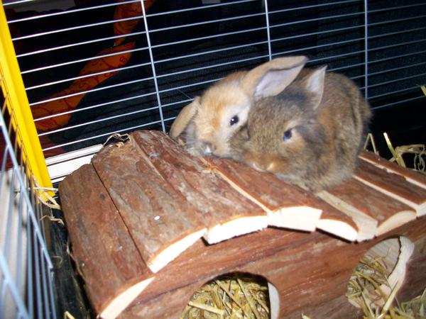 Lou & Lino