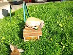 Die beiden bei uns im Garten :D