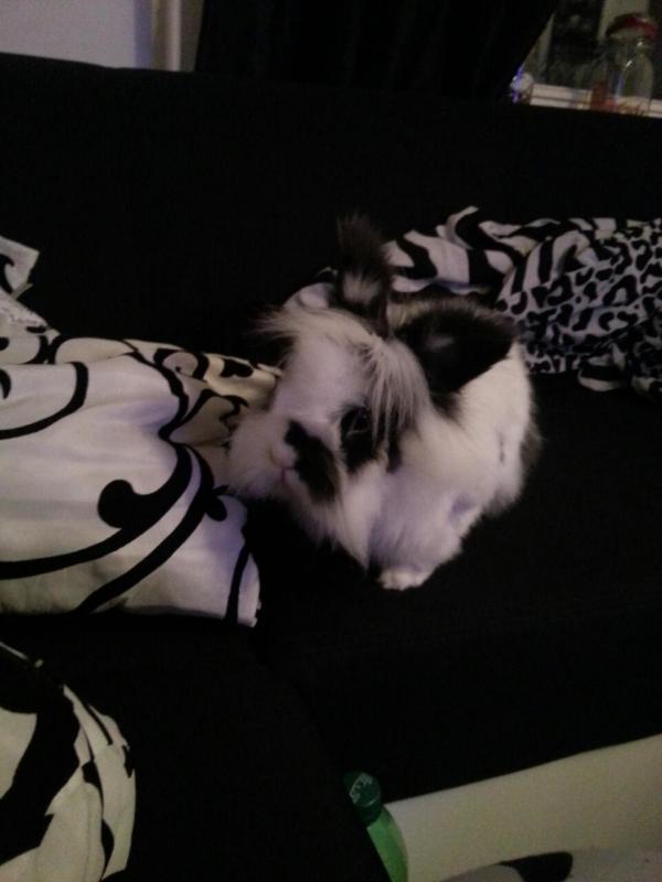 Clamsie liebt die Couch