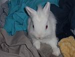 Patrick im W�schekorb :)