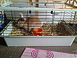 Kaninchen :)