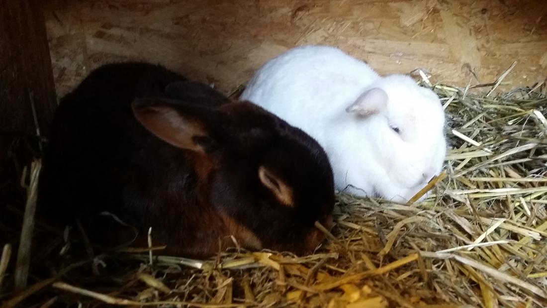 Einstein und Muckel am Schlafen! :-*