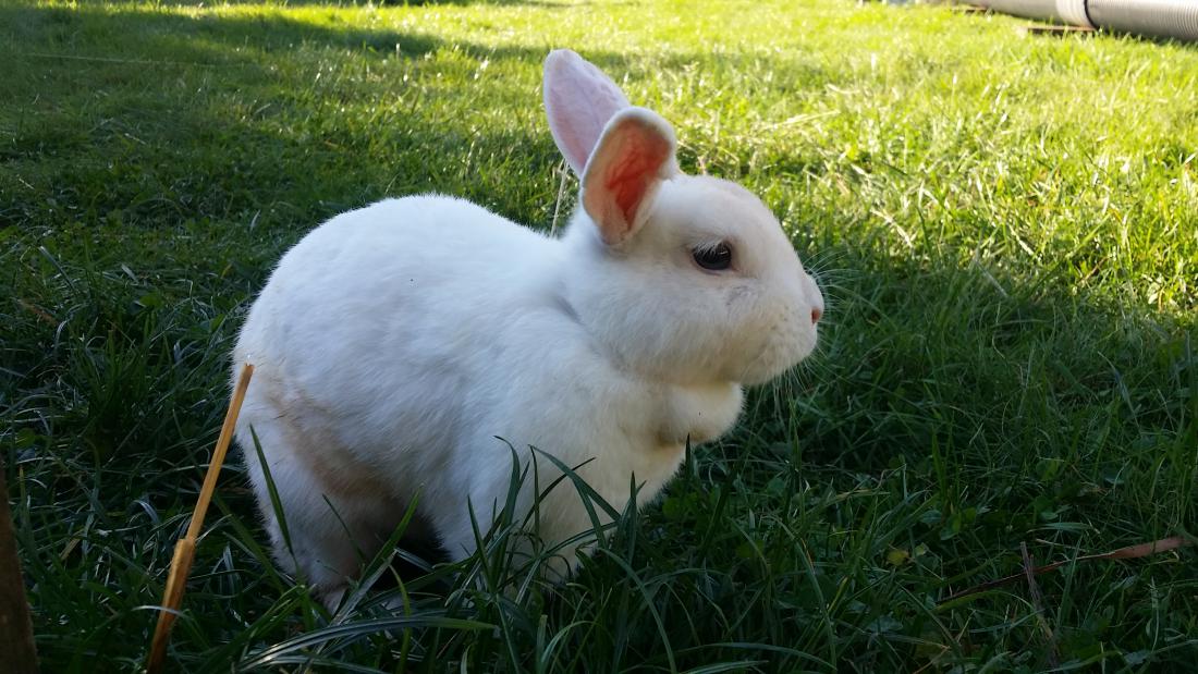 Meine Maus