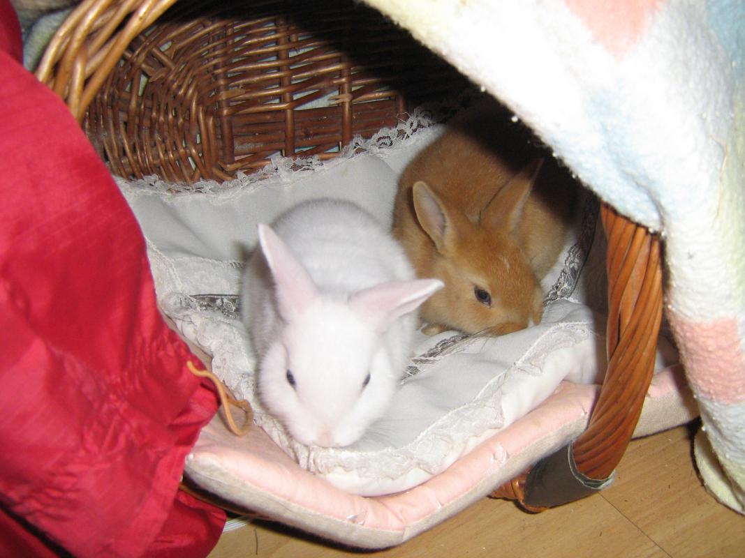 Muckel und Sterni als sie noch ganz klein waren! *-*