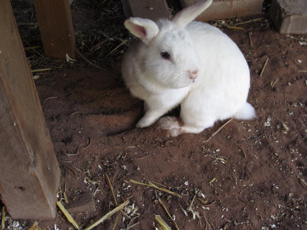Mucki