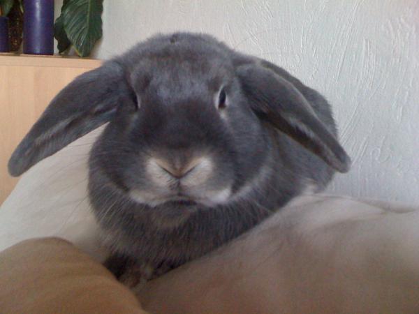 Fred